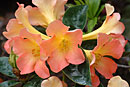 Rhododendron 'Cinnamon'