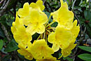 Rhododendron 'Clair'