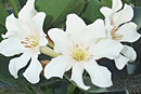 Rhododendron 'Clare Elsie'