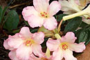 Rhododendron 'Clipsie'