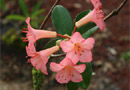 Rhododendron 'Clorinda'