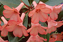 Rhododendron 'Coral Flare'
