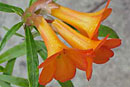 Rhododendron 'Cordial Orange'