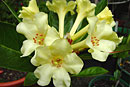 Rhododendron 'Cream Serene'