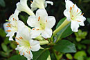 Rhododendron 'Cream Spice'