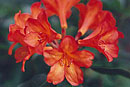 Rhododendron 'Cyprian'