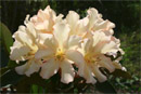 Rhododendron 'Cyril'