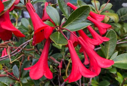 Rhododendron 'Dainty Belle'