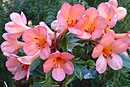 Rhododendron 'Deep Heat'