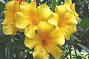 Rhododendron 'Desert Song'