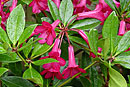 Rhododendron 'Dingle Dell'