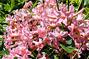 Rhododendron 'Dinkie Pinkie'