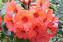 Rhododendron 'Donald Stanton'