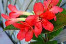 Rhododendron 'Double Bonus'