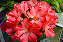 Rhododendron 'Dragonfire'