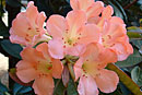 Rhododendron 'Dresden Doll'