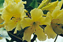 Rhododendron 'Easter Bonnet'