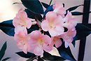Rhododendron 'Easter Pastel'