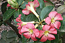 Rhododendron 'Eastern Zanzibar'