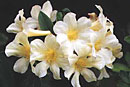 Rhododendron 'Elegant Bouquet'