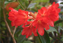 Rhododendron 'Emmanuel'