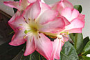 Rhododendron 'Exotica'
