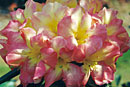 Rhododendron 'Fanciful'