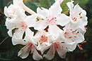 Rhododendron 'Felicitas'