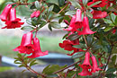 Rhododendron 'Festive Bells'