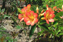 Rhododendron 'Finnegan's rainbow'