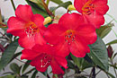 Rhododendron 'Firecracker'