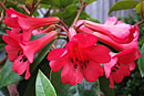 Rhododendron 'Fireplum'