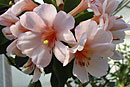 Rhododendron 'Flamingo Bay'