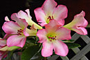 Rhododendron 'Flashdance'