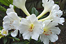 Rhododendron 'Fragrant Pearl'