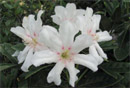 Rhododendron 'Fragrantem'