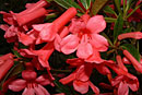 Rhododendron 'Gabrielle's Trumpet'