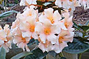 Rhododendron 'Gardenia Odyssey'