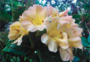 Rhododendron 'George Argent'