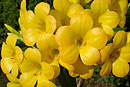 Rhododendron 'Gilded Sunrise'