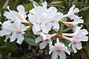 Rhododendron 'Giselle'