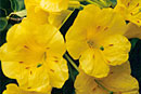 Rhododendron 'Go For Gold'