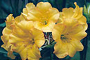 Rhododendron 'Gold Bullion'