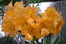 Rhododendron 'Gold Coast'