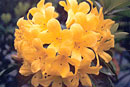 Rhododendron 'Golden Blaze'