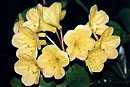 Rhododendron 'Golden Casket'