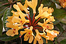 Rhododendron 'Golden Charm'