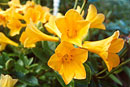 Rhododendron 'Golden Chimes'