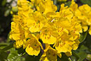 Rhododendron 'Golden Girl'