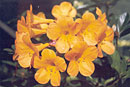 Rhododendron 'Golden Glow'